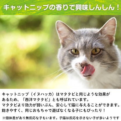あおむし＆バタフライ